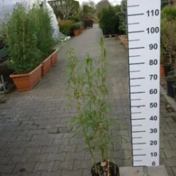 Fargesia Robusta ‘Campbell’