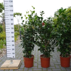 Camellia Japonica Black Lace – Rood 11 Camellia Japonica Black Lace – Rood -Huisdecoratie Winkel camelia 10 ltr 59.00 1 scaled 3
