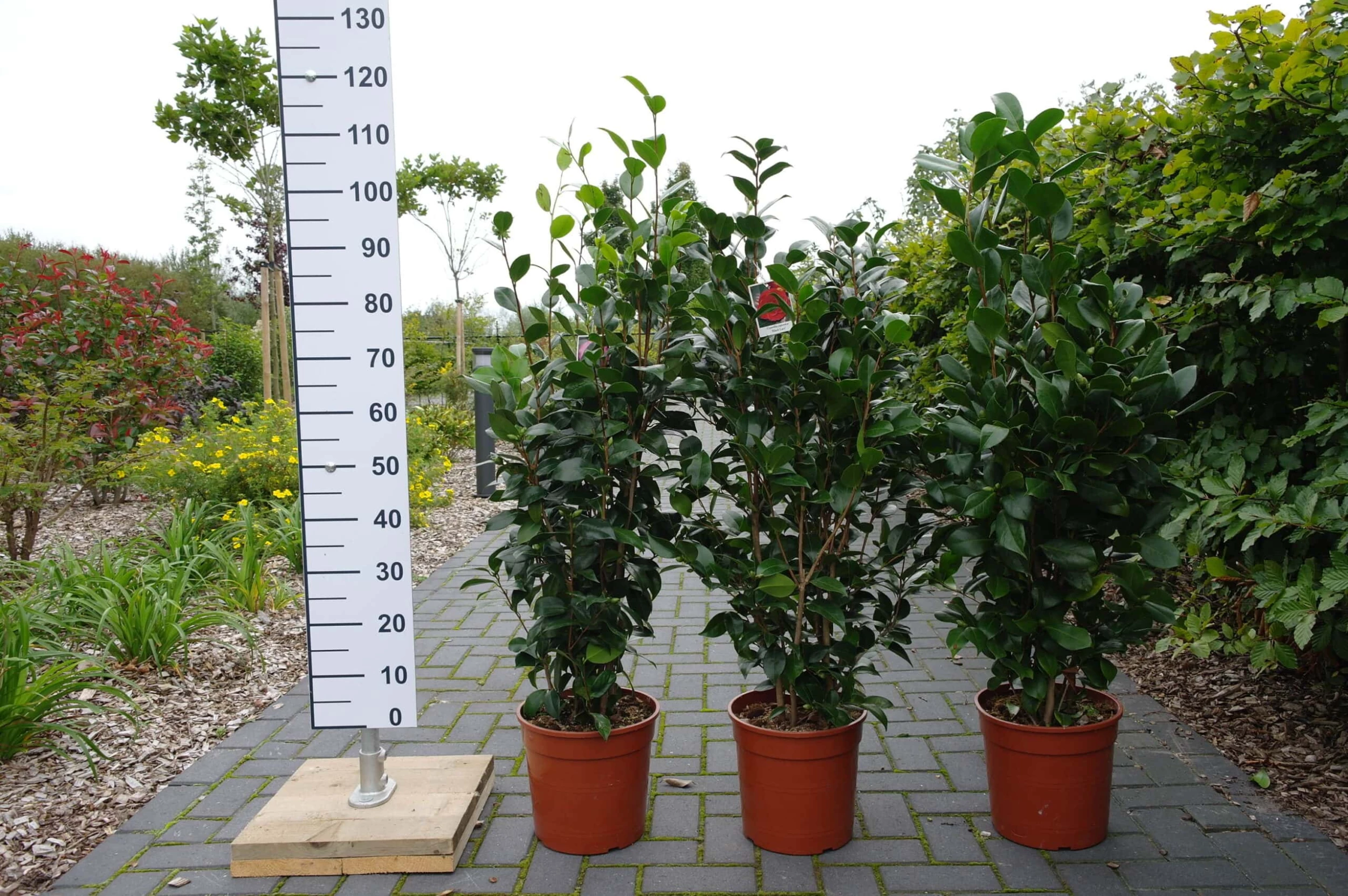 Camellia Japonica ‘Nuccio’s Pearl’ – Roze 6 Camellia Japonica ‘Nuccio’s Pearl’ – Roze - Afbeelding 4