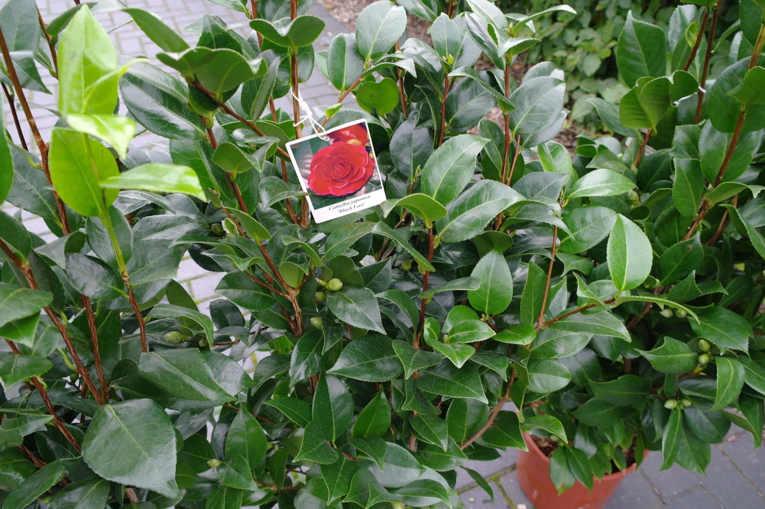 Camellia Japonica ‘Bonomiana’ – Roze 5 Camellia Japonica ‘Bonomiana’ – Roze - Afbeelding 3