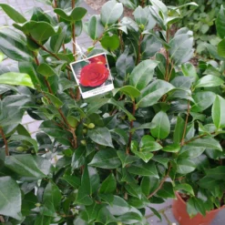 Camellia Japonica ‘Spring Festival’ – Roze -Huisdecoratie Winkel camelia 10 ltr 59.00 3 scaled 4
