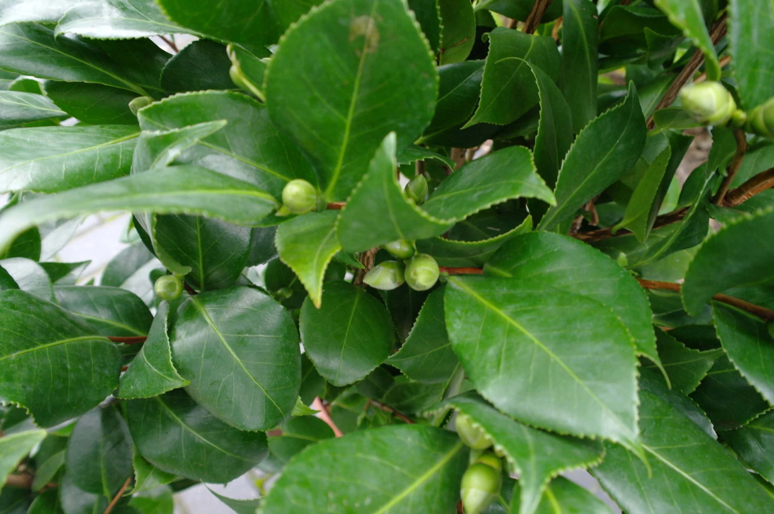 Camellia Japonica ‘Paulina Maggi’- Wit 4 Camellia Japonica ‘Paulina Maggi’- Wit - Afbeelding 2