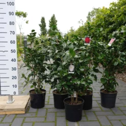 Camellia Japonica ‘Paulina Maggi’- Wit 9 Camellia Japonica ‘Paulina Maggi’- Wit -Huisdecoratie Winkel camelia 4.5 ltr 29.00 1 1 scaled 1