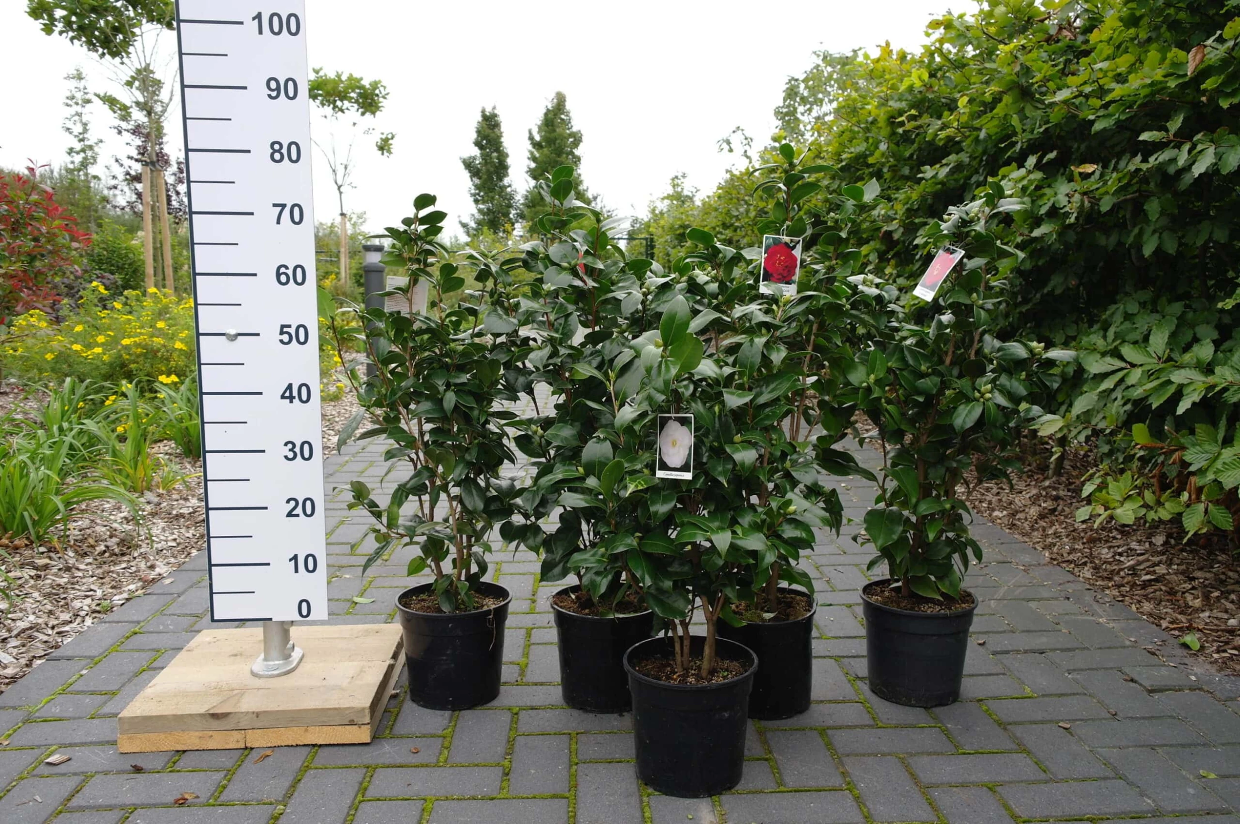 Camellia Japonica ‘Paulina Maggi’- Wit 6 Camellia Japonica ‘Paulina Maggi’- Wit - Afbeelding 4