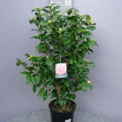 Camellia Japonica ‘Bonomiana’ – Roze