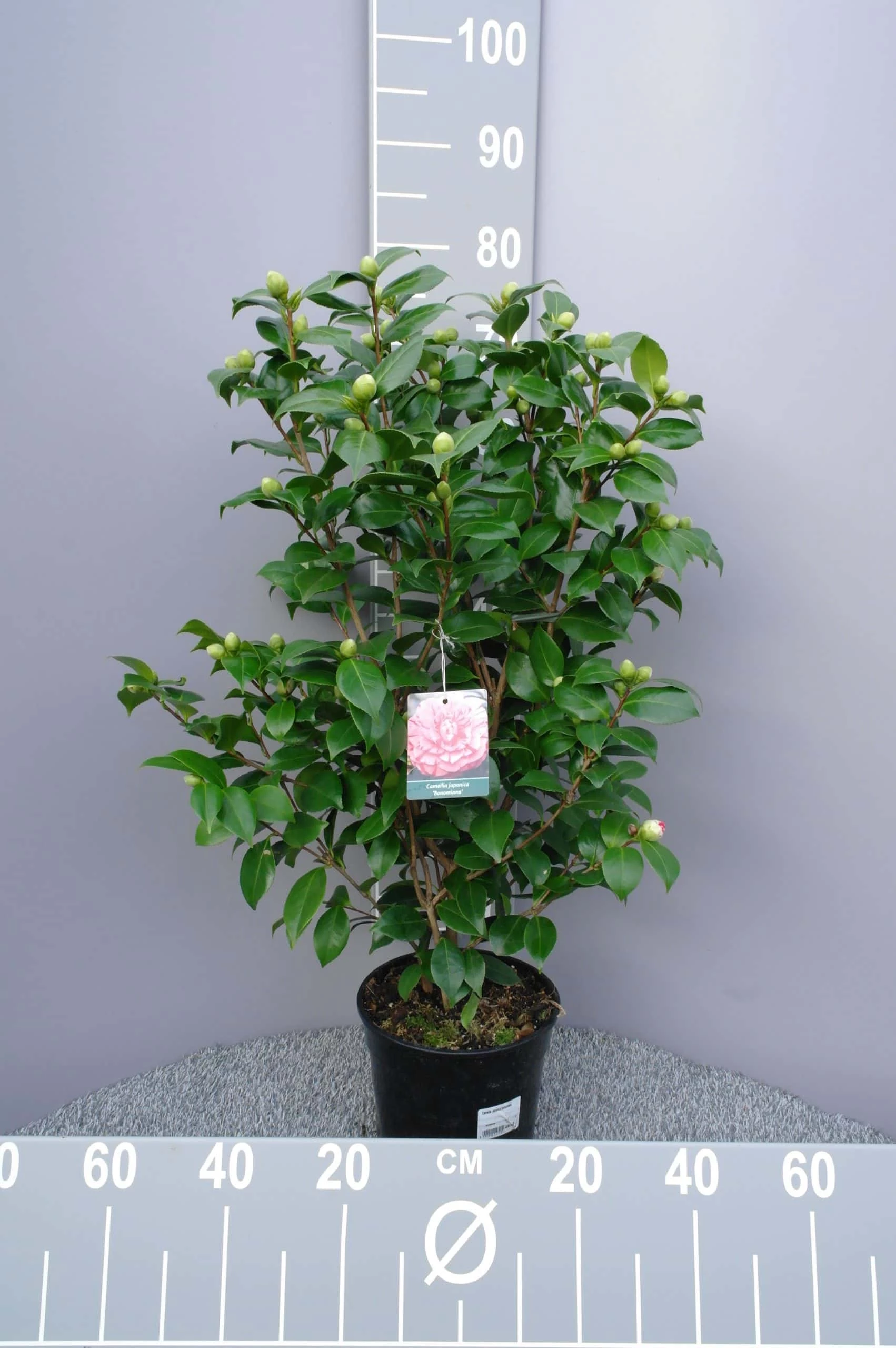 Camellia Japonica ‘Bonomiana’ – Roze 3 Camellia Japonica ‘Bonomiana’ – Roze