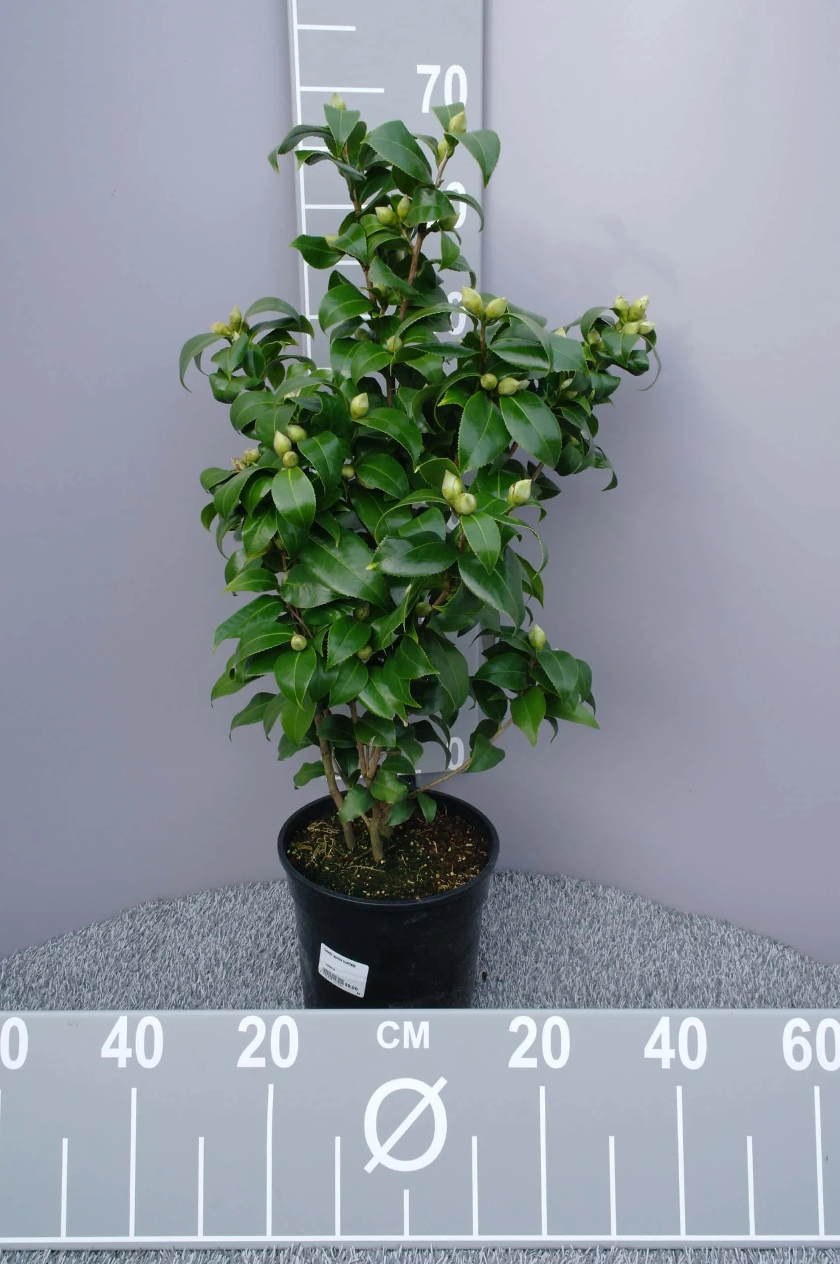 Camellia Japonica ‘Brushfield’s Yellow’ – Geel-wit 3 Camellia Japonica ‘Brushfield’s Yellow’ – Geel-wit