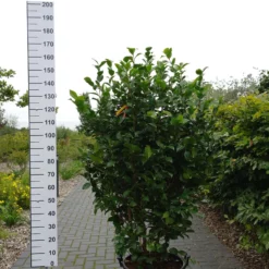 Camellia Japonica ‘Chandlerii’ -Huisdecoratie Winkel camelia burnside 140 160 50 ltr 219.00 scaled 1