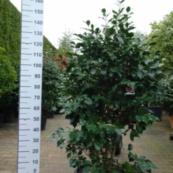 Camellia Japonica âChandleriiâ