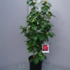 Camellia Japonica ‘Mrs Charles Cobb’