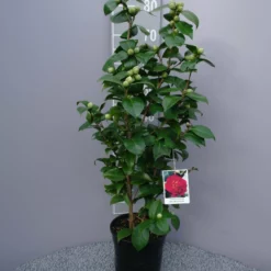 Camellia Japonica âMrs Charles Cobbâ