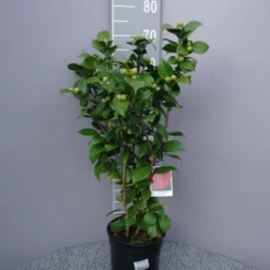 Camellia Japonica ‘Dr. Burnside’ – Rood