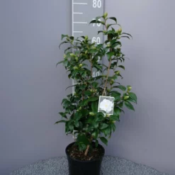 Camellia Japonica âHagoromoâ â Ivoor