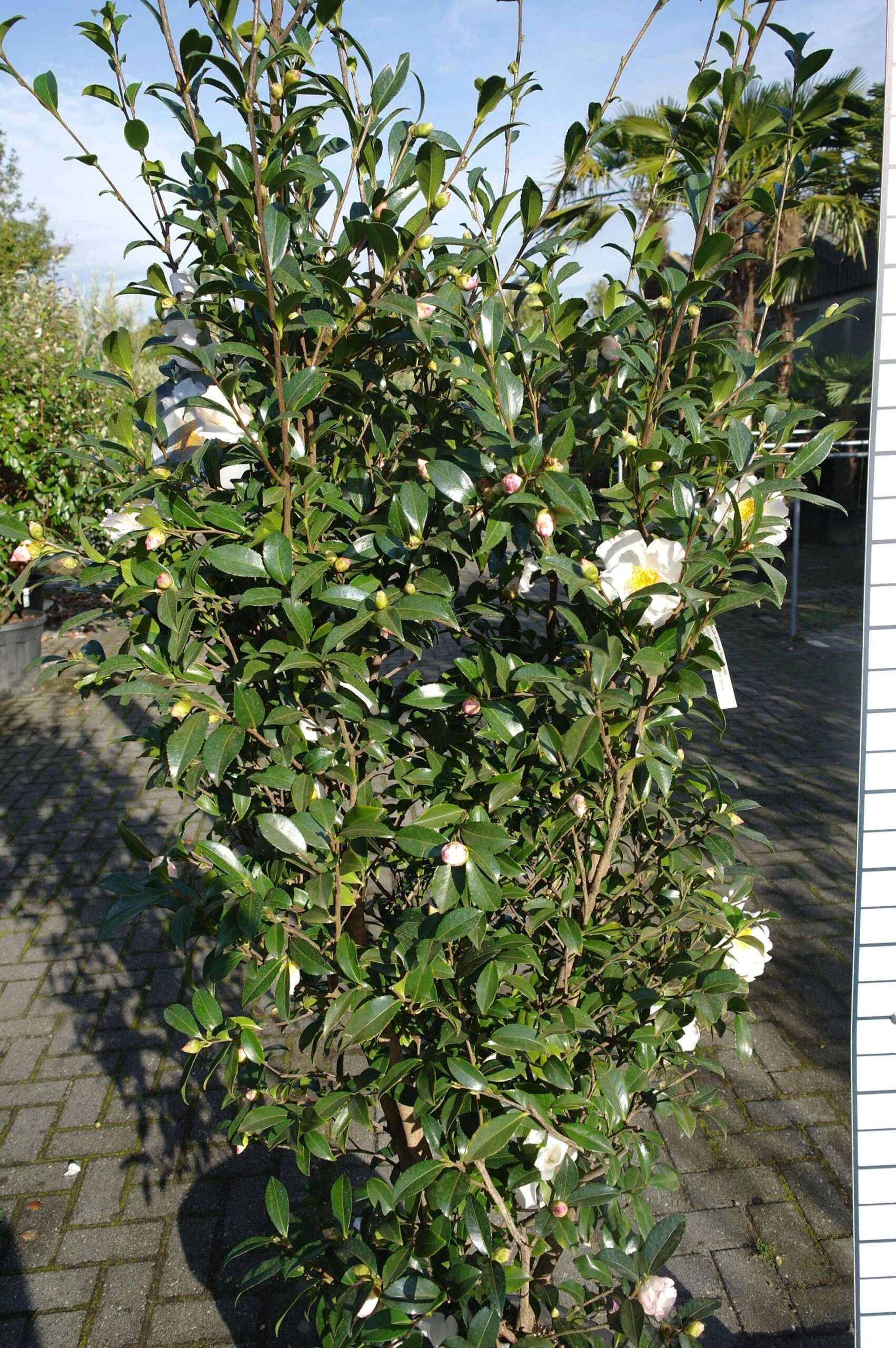 Camellia Sasanqua Hino De Gumo 4 Camellia Sasanqua Hino De Gumo - Afbeelding 2