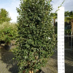 Camellia Sasanqua Kanjiro -Huisdecoratie Winkel camelia kanjiro 549 2 scaled 1