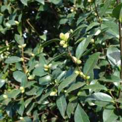 Camellia Sasanqua Kanjiro -Huisdecoratie Winkel camelia kanjiro 549 3 scaled 1