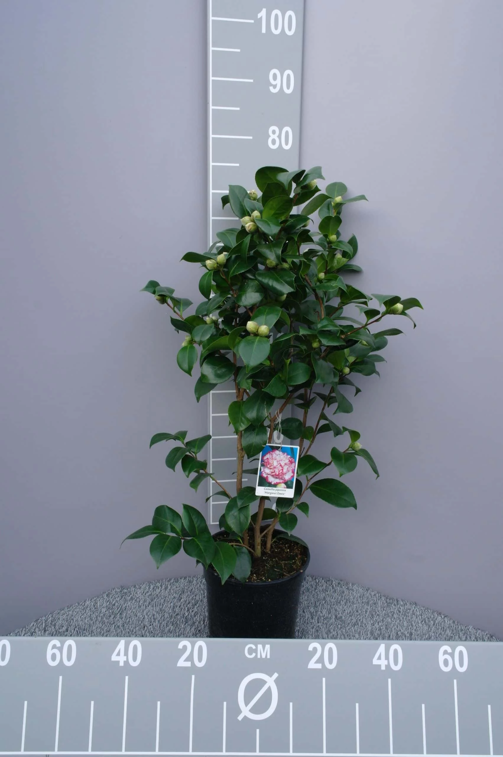 Camellia Japonica ‘General Coletti’ – Rood-wit 3 Camellia Japonica ‘General Coletti’ – Rood-wit