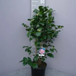 Camellia Japonica ‘Margareth Davis’ – Wit-roze