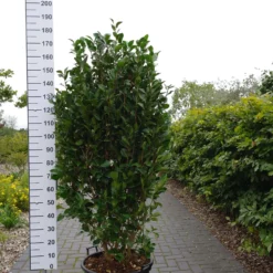 Camellia Japonica ‘California’ -Huisdecoratie Winkel camelia margeret wells 180 200 cm 50 ltr 279.0 scaled 3
