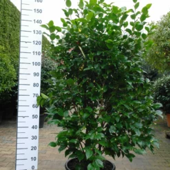 Camellia Japonica âMargaret Wellsâ