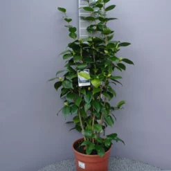Camellia Japonica âNuccioâs Gemâ