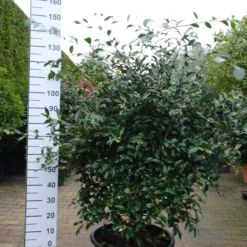 Camellia Sasanqua Hino De Gumo 9 Camellia Sasanqua Hino De Gumo -Huisdecoratie Winkel camelia sasanqua hino de guro e1573027965991 scaled 1