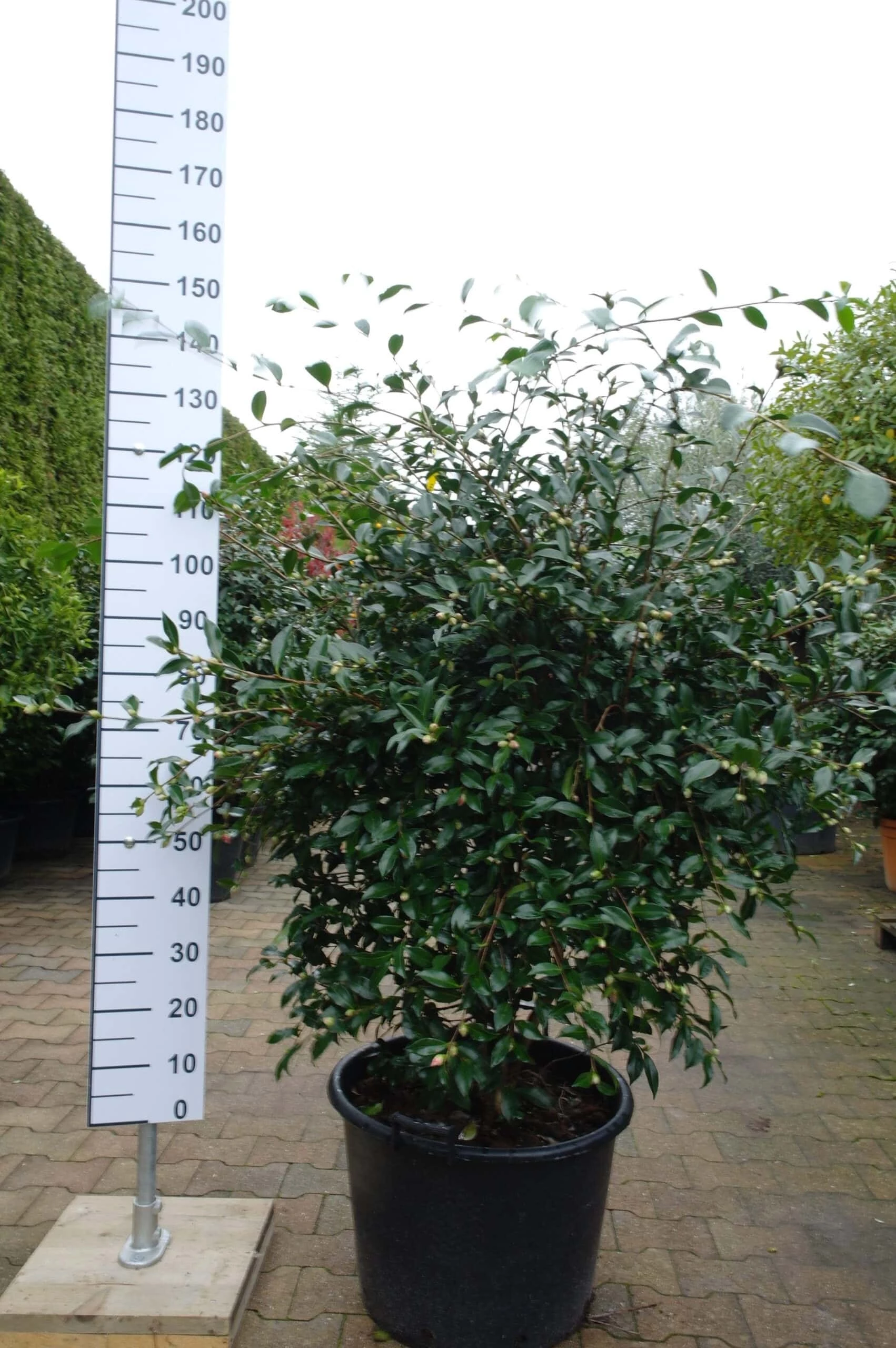 Camellia Sasanqua Hino De Gumo 6 Camellia Sasanqua Hino De Gumo - Afbeelding 4