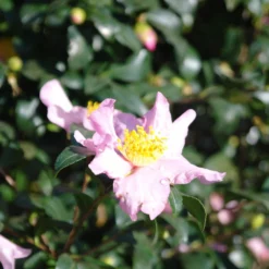 Camellia Sasanqua Cleopatra 16 Camellia Sasanqua Cleopatra -Huisdecoratie Winkel camelia sascleopatrabloem 1 scaled 1