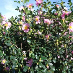 Camellia Sasanqua Cleopatra 15 Camellia Sasanqua Cleopatra -Huisdecoratie Winkel camelia sascleopatrabloem 2 scaled 1 1