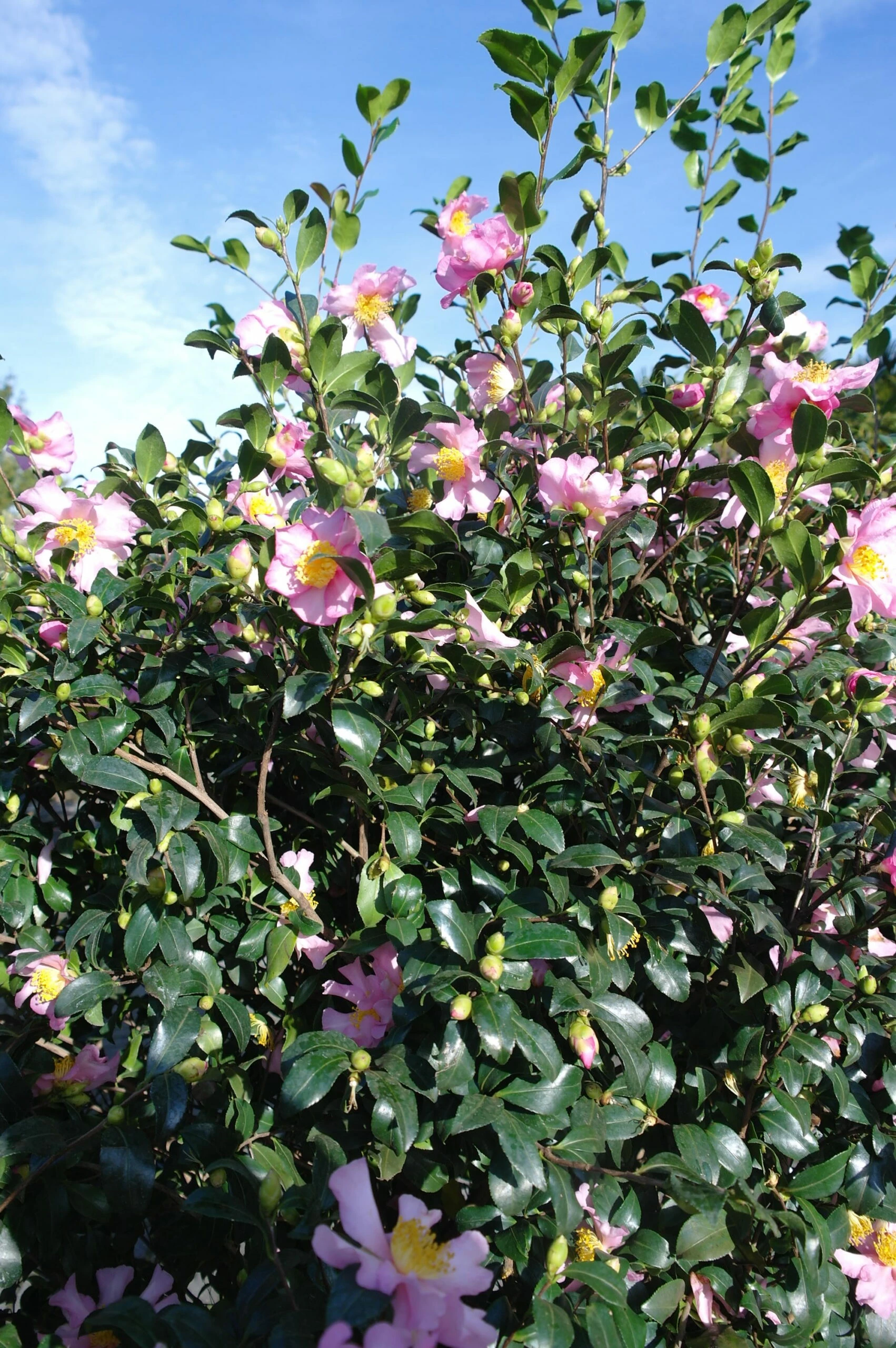 Camellia Sasanqua Cleopatra 8 Camellia Sasanqua Cleopatra - Afbeelding 6