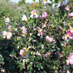 Camellia Sasanqua Cleopatra 14 Camellia Sasanqua Cleopatra -Huisdecoratie Winkel camelia sascleopatrabloem 3 scaled 1