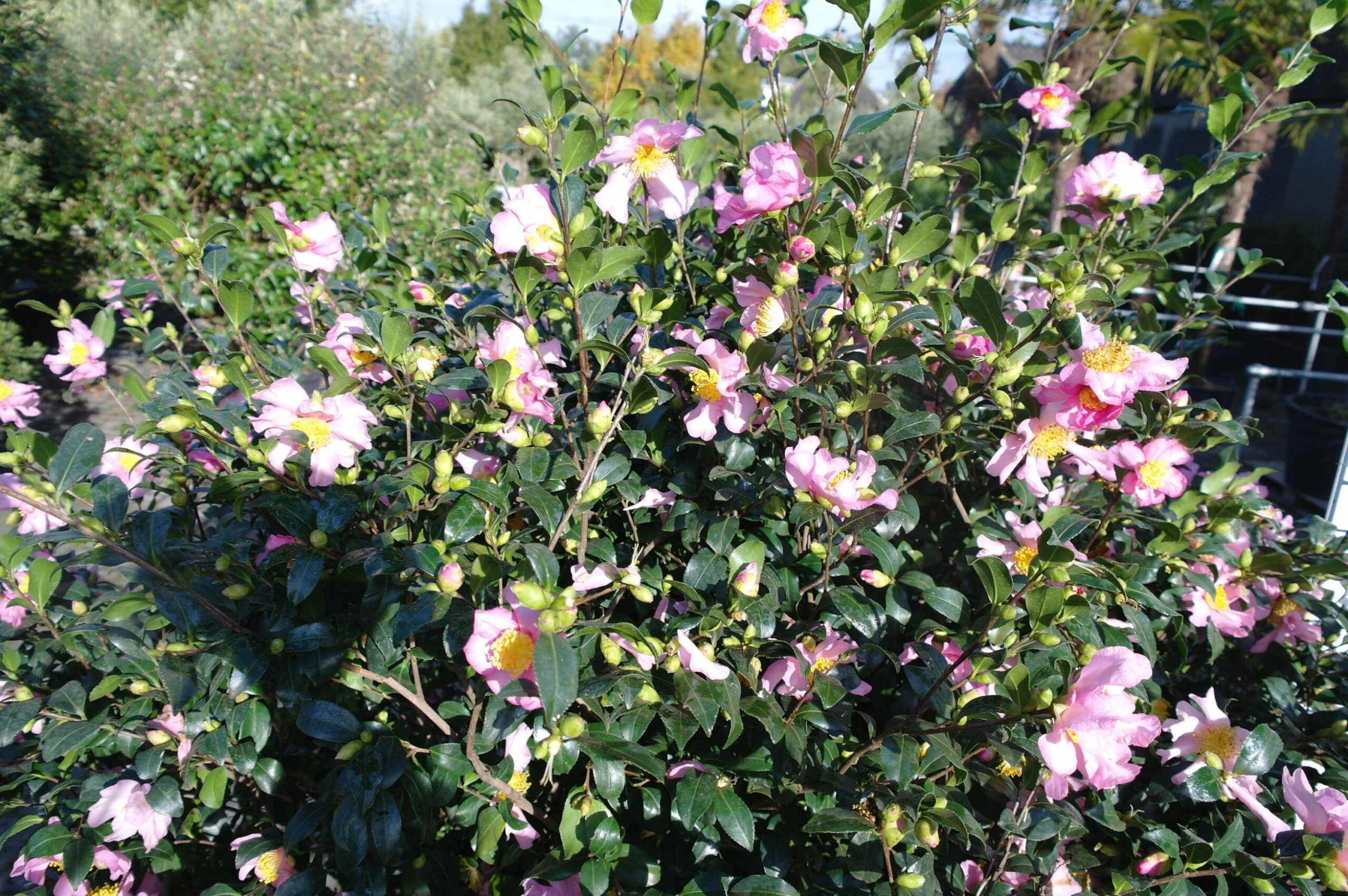 Camellia Sasanqua Cleopatra 7 Camellia Sasanqua Cleopatra - Afbeelding 5