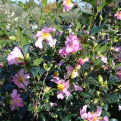 Camellia Sasanqua Cleopatra 13 Camellia Sasanqua Cleopatra -Huisdecoratie Winkel camelia sascleopatrabloem 4 scaled 1