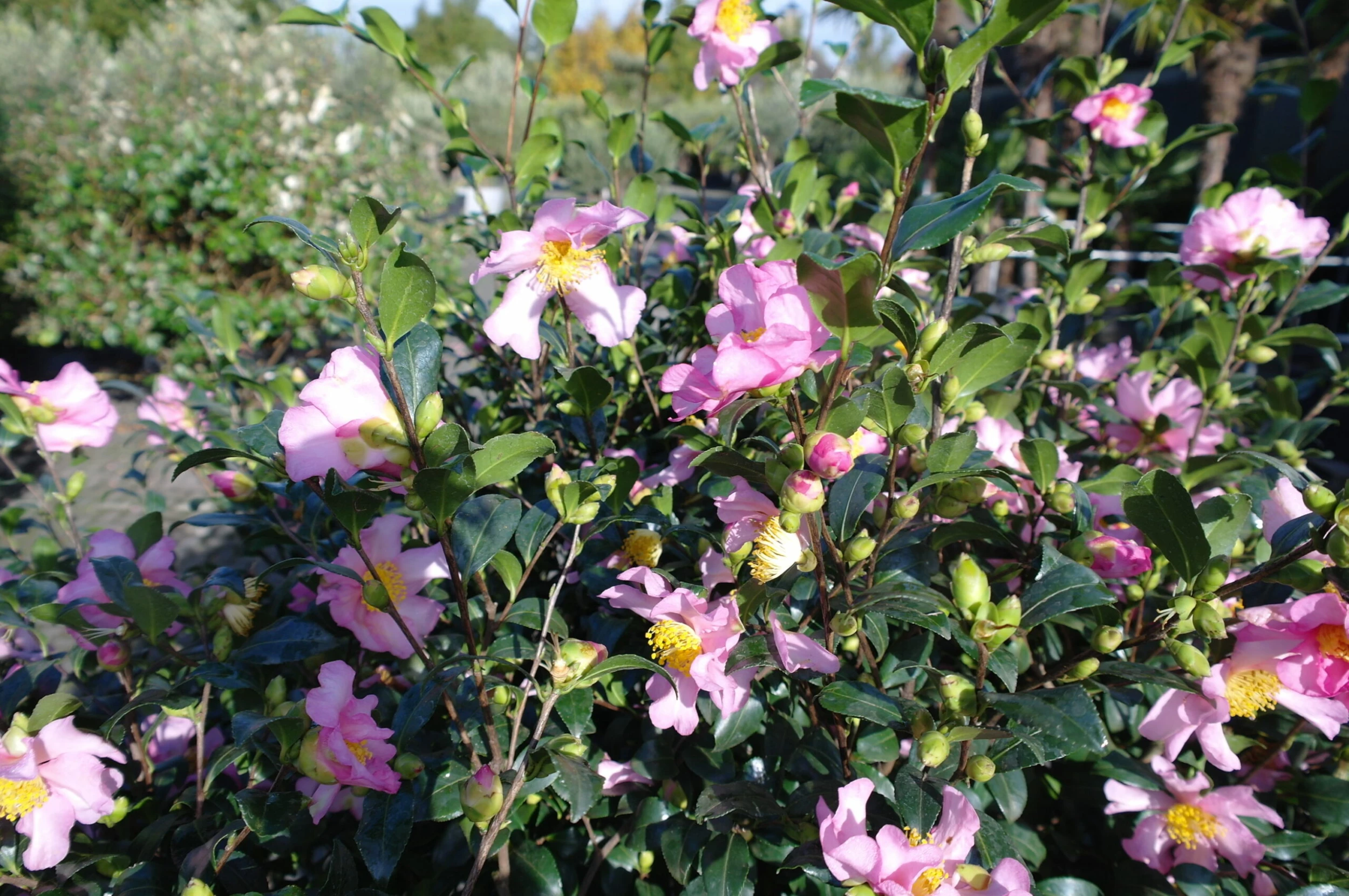 Camellia Sasanqua Cleopatra 6 Camellia Sasanqua Cleopatra - Afbeelding 4