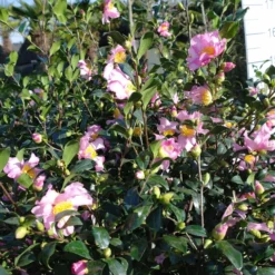 Camellia Sasanqua Cleopatra 12 Camellia Sasanqua Cleopatra -Huisdecoratie Winkel camelia sascleopatrabloem 5 scaled 1 1