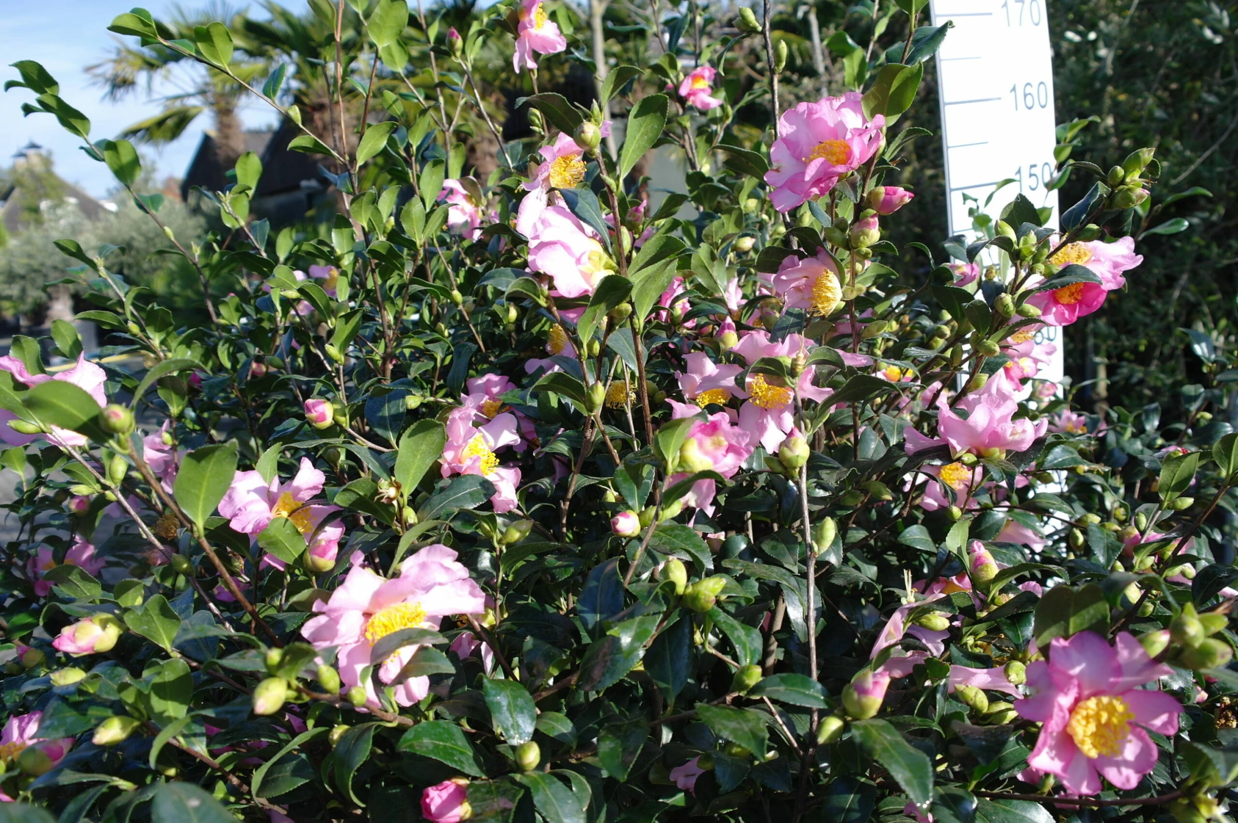 Camellia Sasanqua Cleopatra 5 Camellia Sasanqua Cleopatra - Afbeelding 3