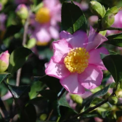 Camellia Sasanqua Cleopatra