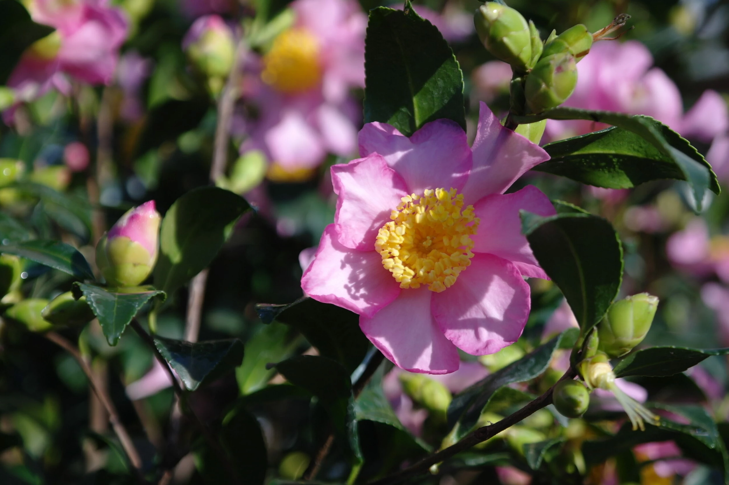 Camellia Sasanqua Cleopatra 3 Camellia Sasanqua Cleopatra