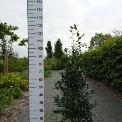 Camellia Japonica ‘Spring Festival’ – Roze -Huisdecoratie Winkel camelia spring festival 10 ltr 59.00 1 scaled 1