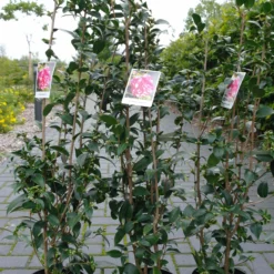 Camellia Japonica ‘Spring Festival’ – Roze -Huisdecoratie Winkel camelia spring festival 45 ltr 29.00 3 1 scaled 1