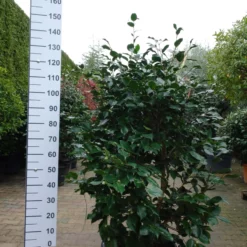 Camellia Japonica âRL Wheelerâ