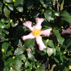 Camellia Sasanqua Cleopatra 17 Camellia Sasanqua Cleopatra -Huisdecoratie Winkel cameliacleobloem 2 scaled 1