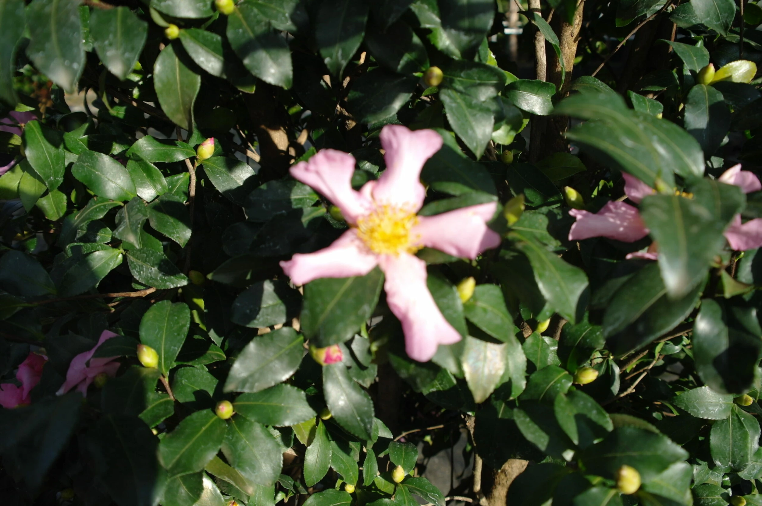 Camellia Sasanqua Cleopatra 10 Camellia Sasanqua Cleopatra - Afbeelding 8