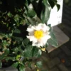 Camellia Sasanqua Cleopatra White -Huisdecoratie Winkel cameliacleopatrawhite 1 scaled 1