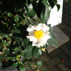Camellia Sasanqua Cleopatra White -Huisdecoratie Winkel cameliacleopatrawhite 1 scaled 2