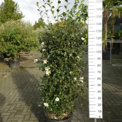 Camellia Sasanqua Cleopatra White -Huisdecoratie Winkel cameliacleopatrawhite329 scaled 1