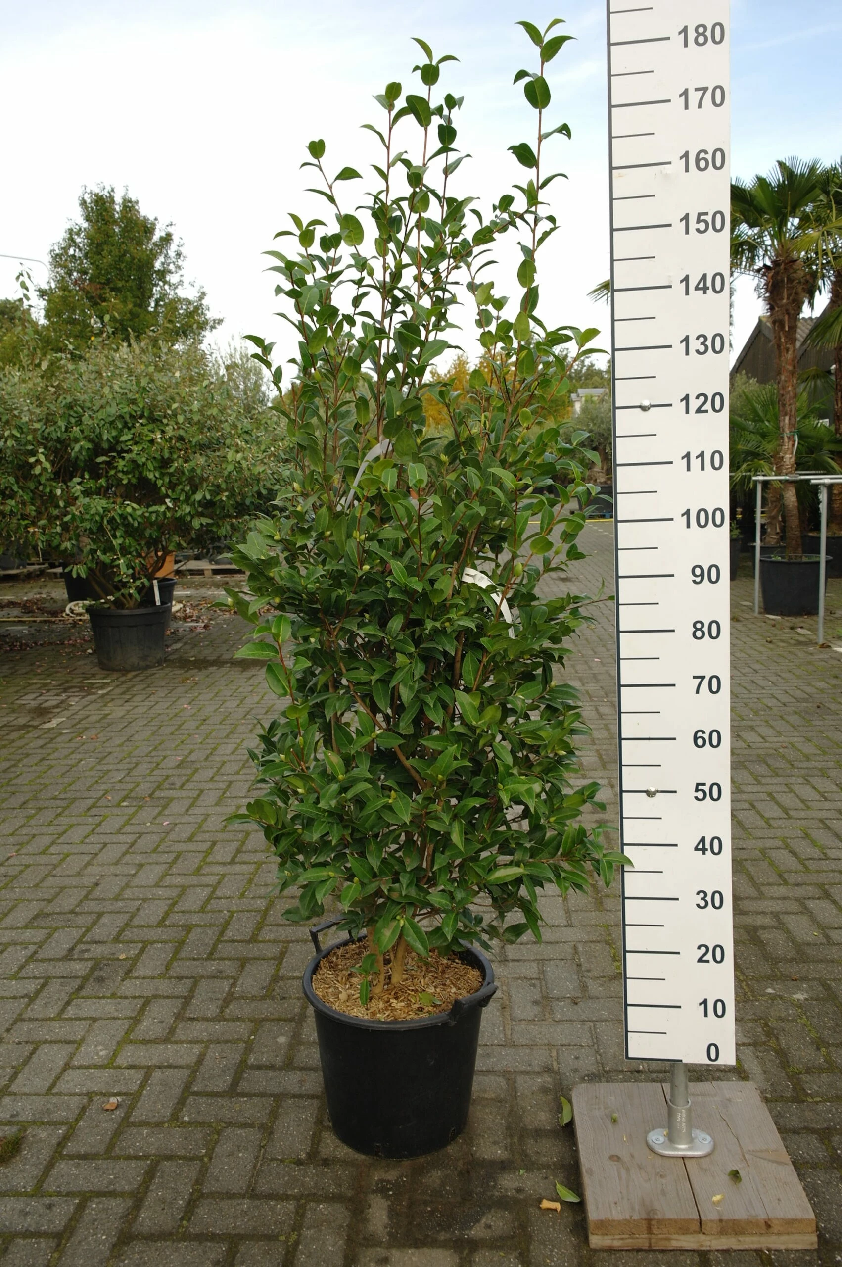 Camellia Japonica ‘Debbie’ 4 Camellia Japonica ‘Debbie’ - Afbeelding 2