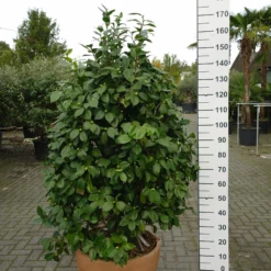 Camellia Japonica ‘Debutante Rose’