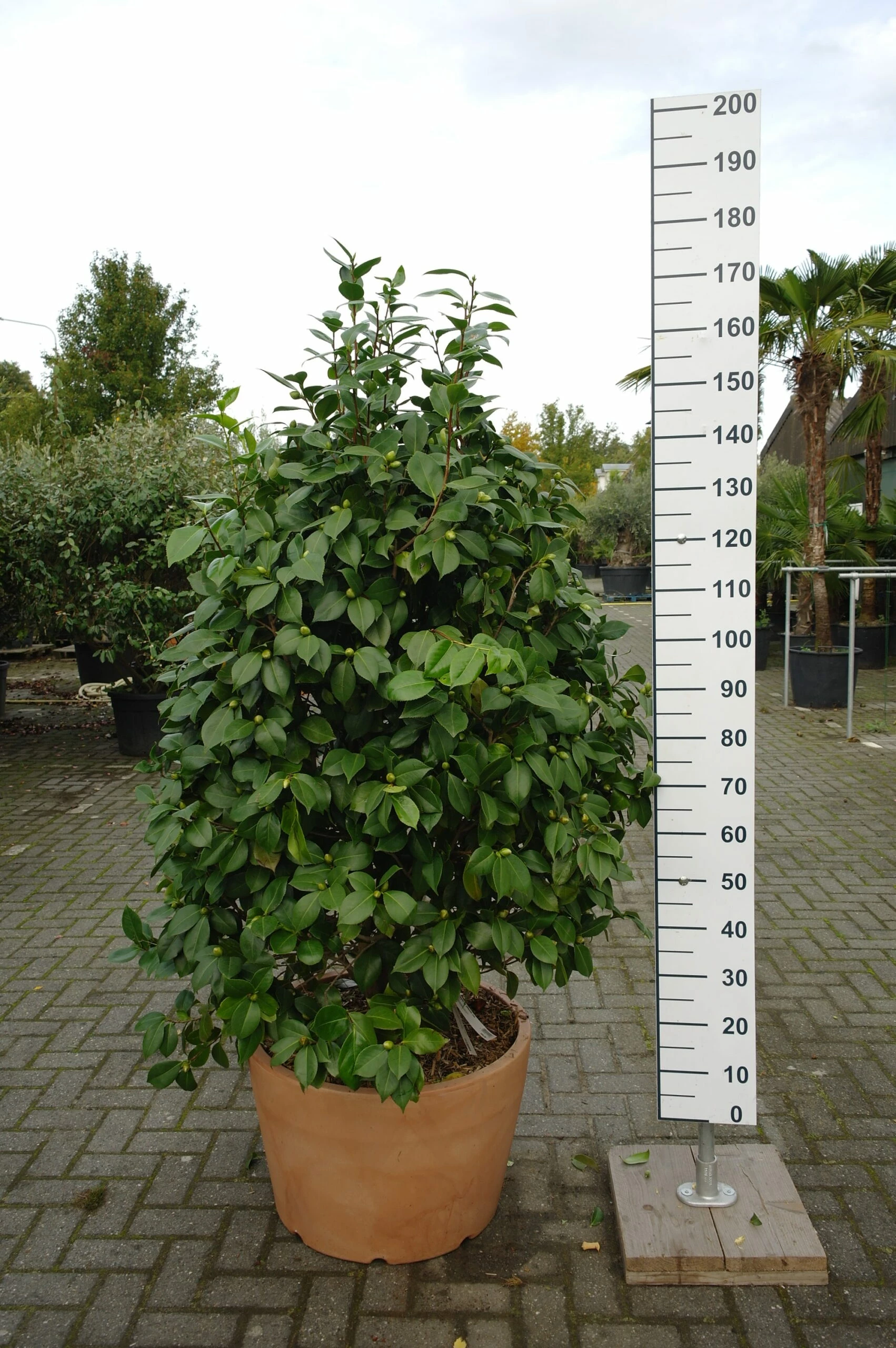 Camellia Japonica ‘Debutante Rose’ 3 Camellia Japonica ‘Debutante Rose’