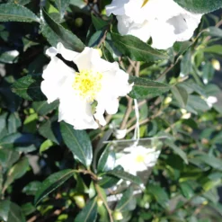 Camellia Sasanqua Hino De Gumo